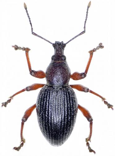 Otiorhynchus sellae